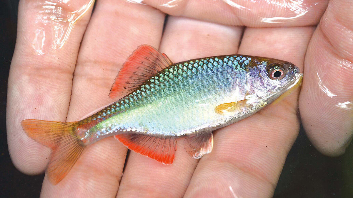 SUZUKI FRONX Megabass KAGELOU 124Fオートサロ KAGELOU 124Fのコラボルアーが限定販売!! | 月刊つり人ブログ